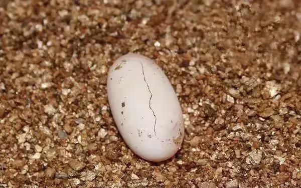 龟苗最容易得什么病,如何帮助龟苗脱壳