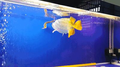 群游观赏鱼很帅,老缸养红龙注意事项