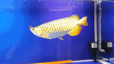 群游观赏鱼很帅,老缸养红龙注意事项