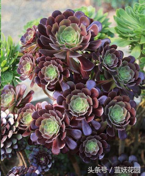 养花小黑飞怎么消灭最彻底,阳台种花怎么防止小黑飞