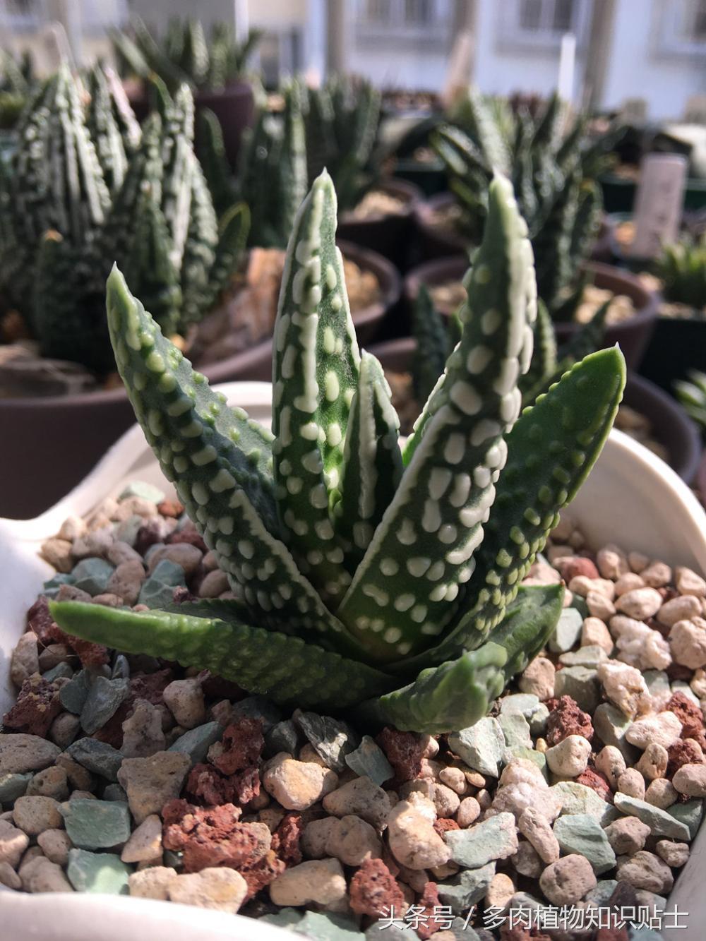 大神的硬叶十二卷阳台，为它们写日记