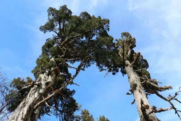 中国四川旅游看世界级的美景和可爱大熊猫,品尝当地火辣的美食!
