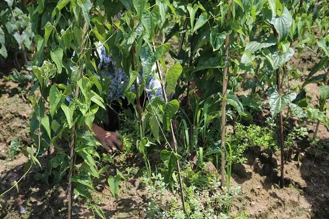 山药后期除草,山药种植怕除草剂吗
