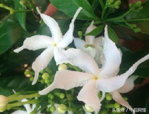 尼泊尔印度斯里兰卡穷游篇 (尼泊尔1000元穷游攻略详细版)