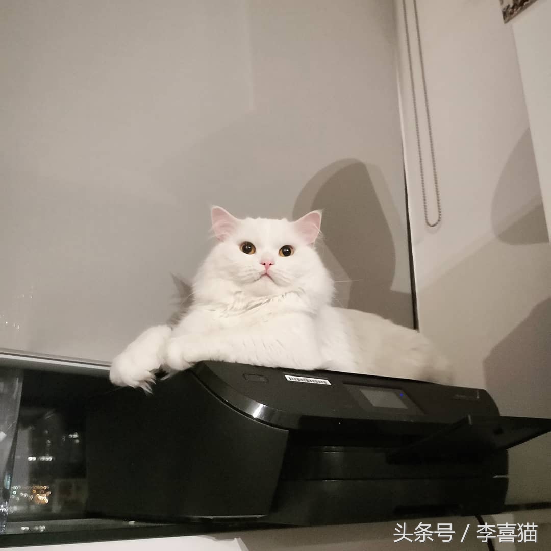 仓鼠和猫为什么是最好的朋友,猫和仓鼠居然成为了好朋友