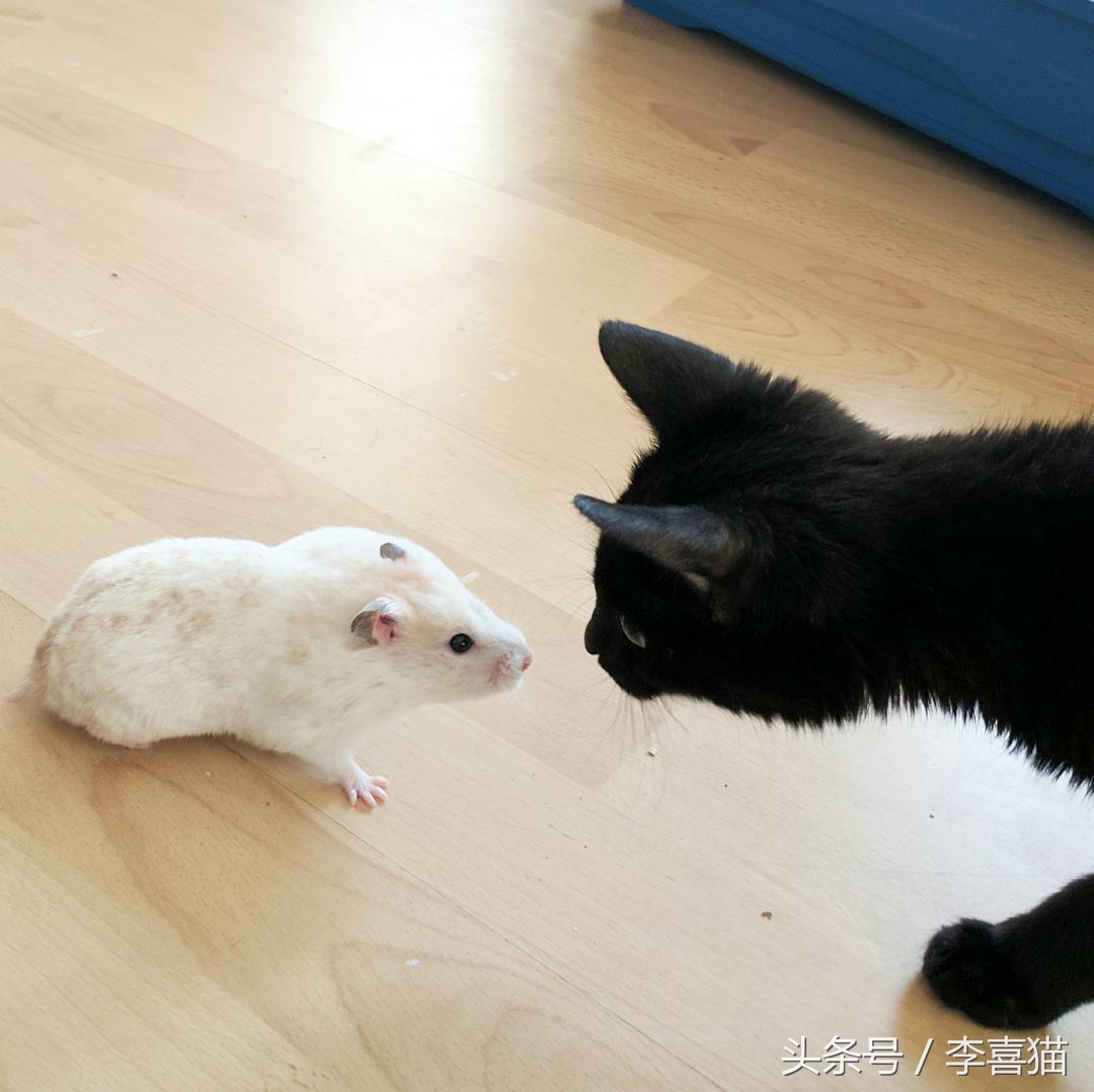 仓鼠和猫为什么是最好的朋友,猫和仓鼠居然成为了好朋友