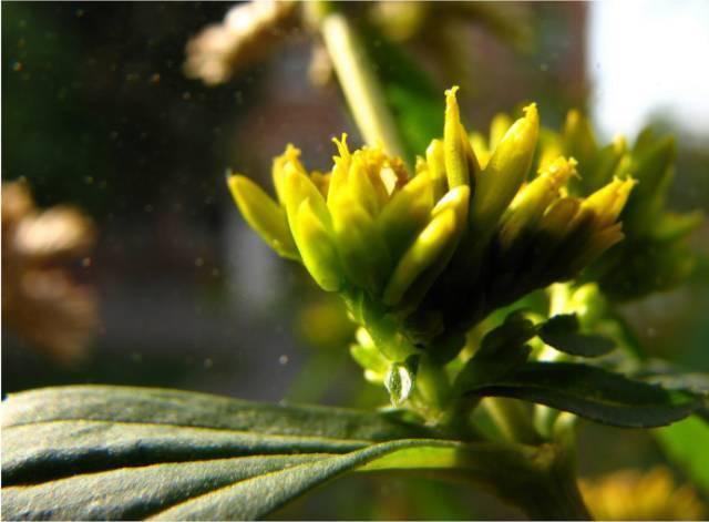 一棵就能产2万果实,哪种菊花可以长期种植