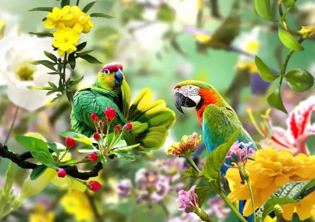 早上好清晨送你一首吉祥的歌,早上好喜鹊报喜的叫声