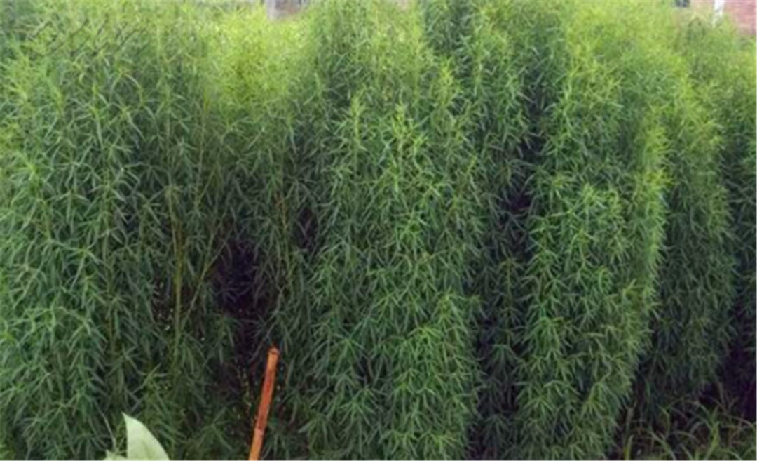 乡下搞野菜做蒿子粑粑,农村有哪些野菜可以做美食