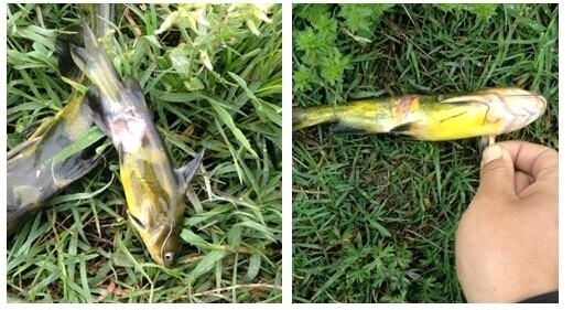 水产养殖鱼体烂身病、打印病病因与症状