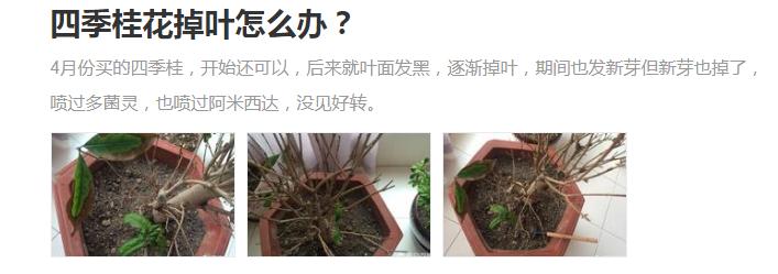 要想养好月季花需要什么,想养好桂花树