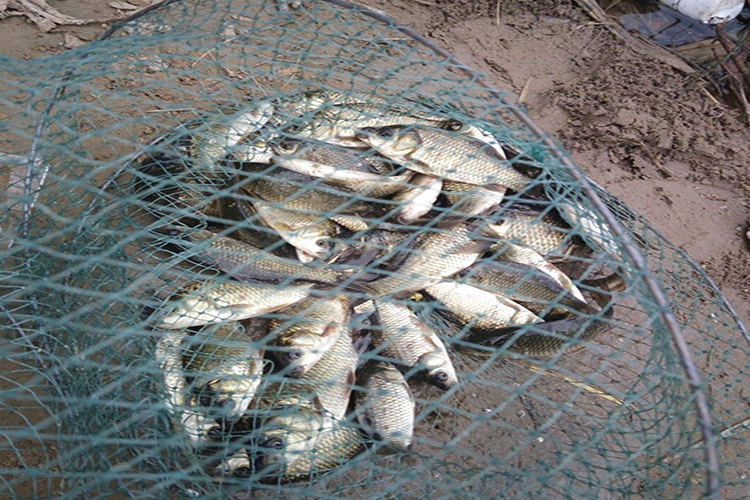 夜钓钓不到底怎么办,夜钓不空手学会哪几招