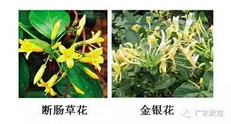 一锅汤毒倒一家六口有毒吗,一锅毒汤