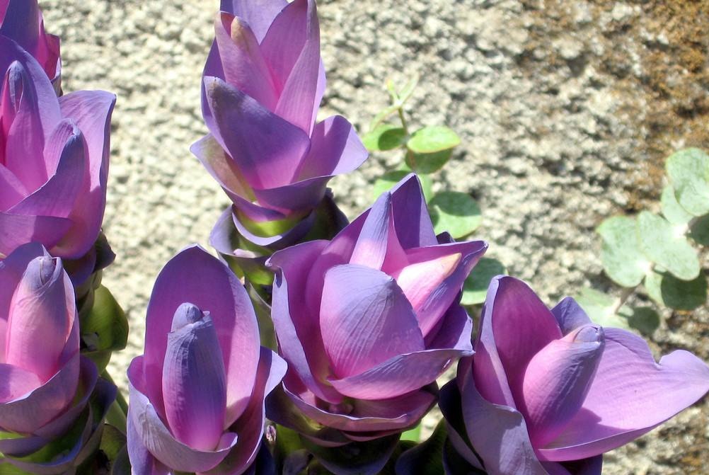 姜黄花的种植,姜黄花进口的养殖方法