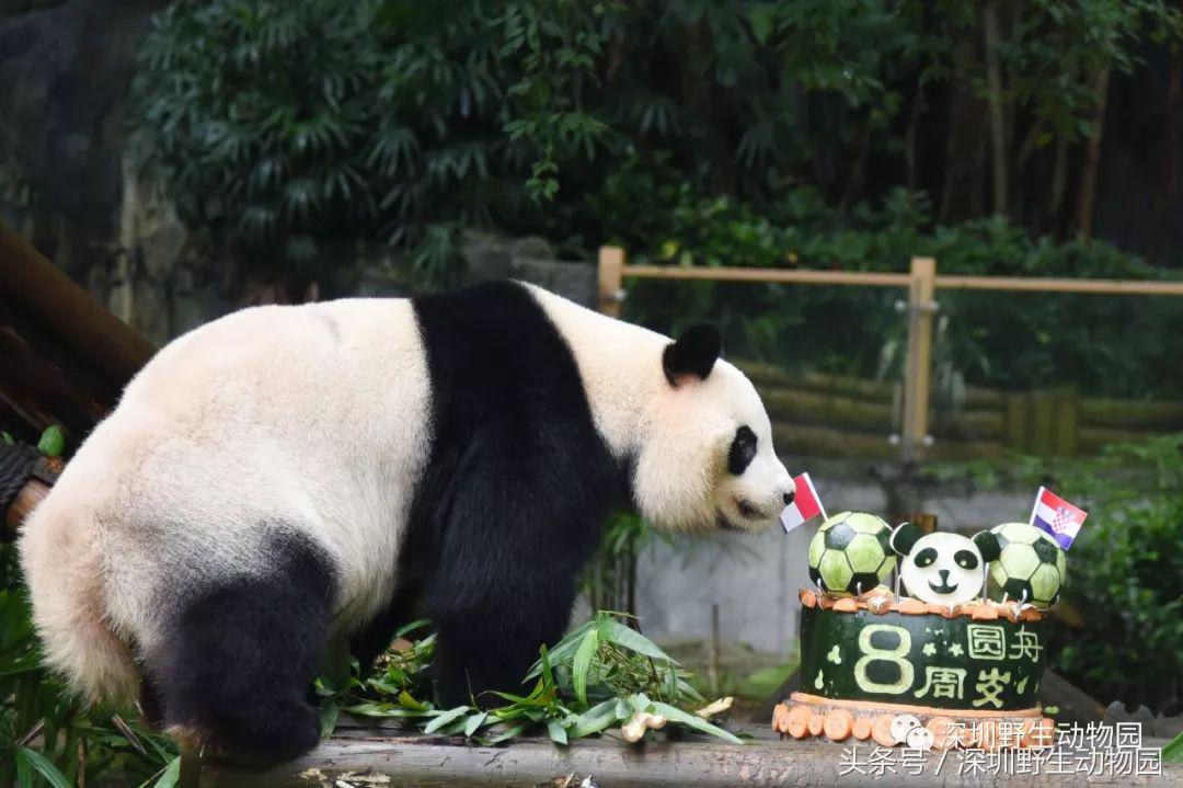 圆舟8岁啦!品足球蛋糕,预测世界杯,猫粉冒雨为他庆生!