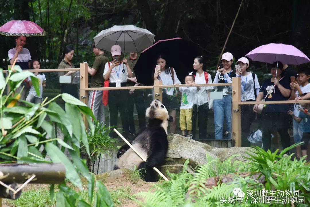圆舟8岁啦!品足球蛋糕,预测世界杯,猫粉冒雨为他庆生!