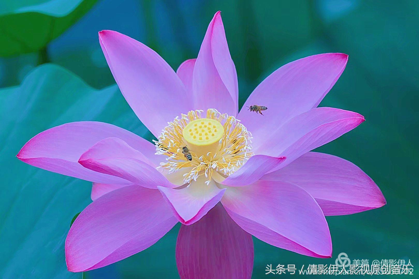 夏荷晕倒在海教官怀里,夏荷最美的十首诗