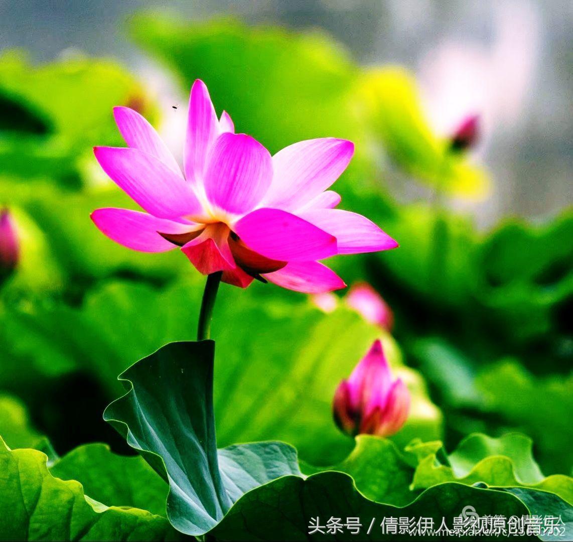 荷花之歌,立夏荷花音乐