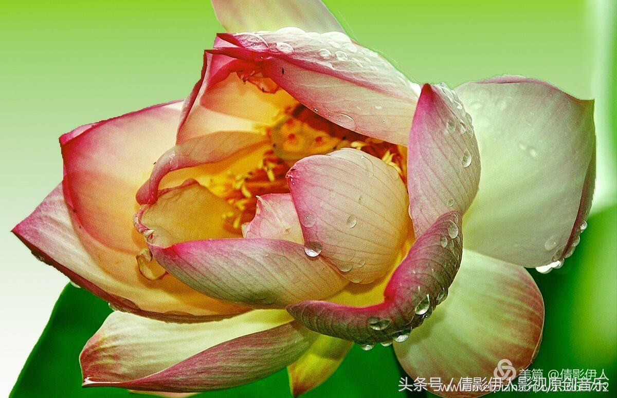 夏荷晕倒在海教官怀里,夏荷最美的十首诗