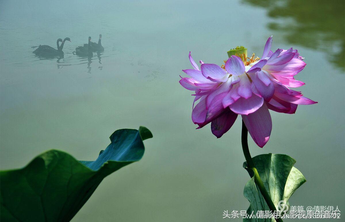 荷花之歌,立夏荷花音乐