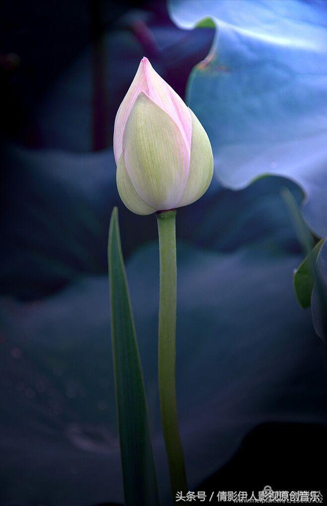 荷花之歌,立夏荷花音乐