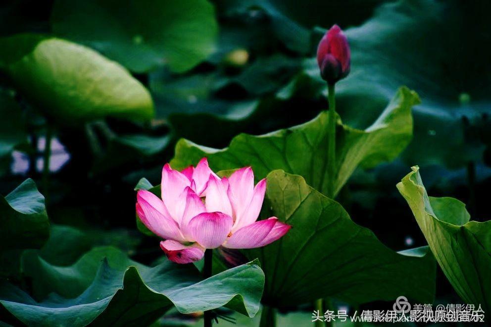 夏荷晕倒在海教官怀里,夏荷最美的十首诗