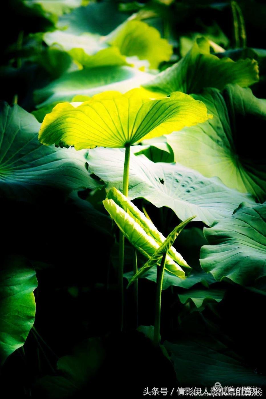 荷花之歌,立夏荷花音乐