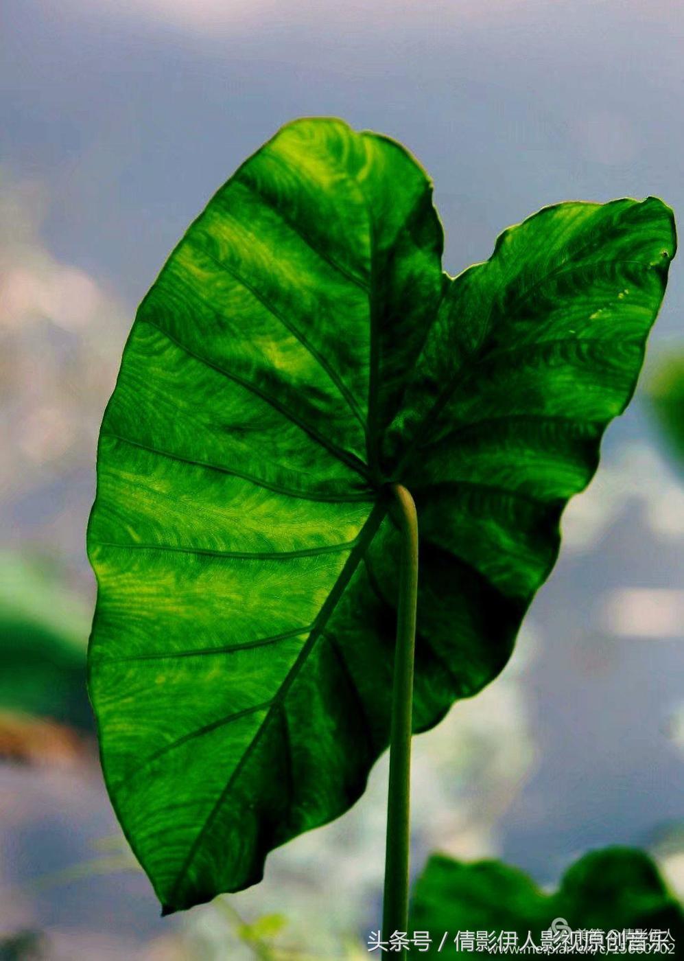 荷花之歌,立夏荷花音乐