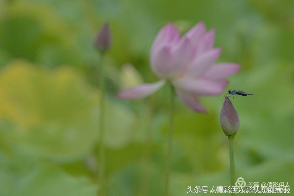 荷花之歌,立夏荷花音乐