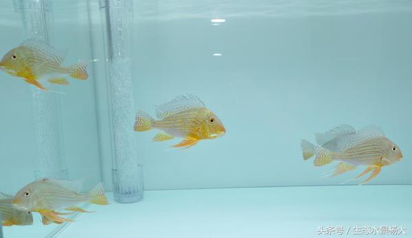 南美慈鲷鱼吃啥,南美慈鲷食土鲷好养吗