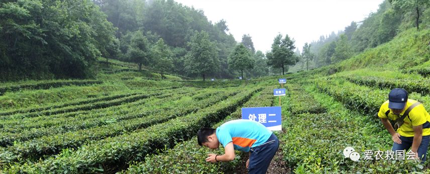 生态茶园的规划,生态茶园建设的好处