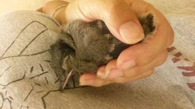 万物皆有灵性一个女孩救了只小鸟,万物皆有灵救小鸟