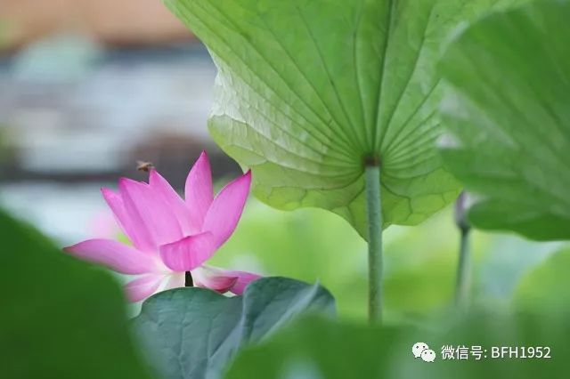 北京友谊医院康复理疗,北京友谊医院中药