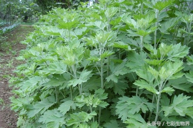 艾草辨别,识别艾草