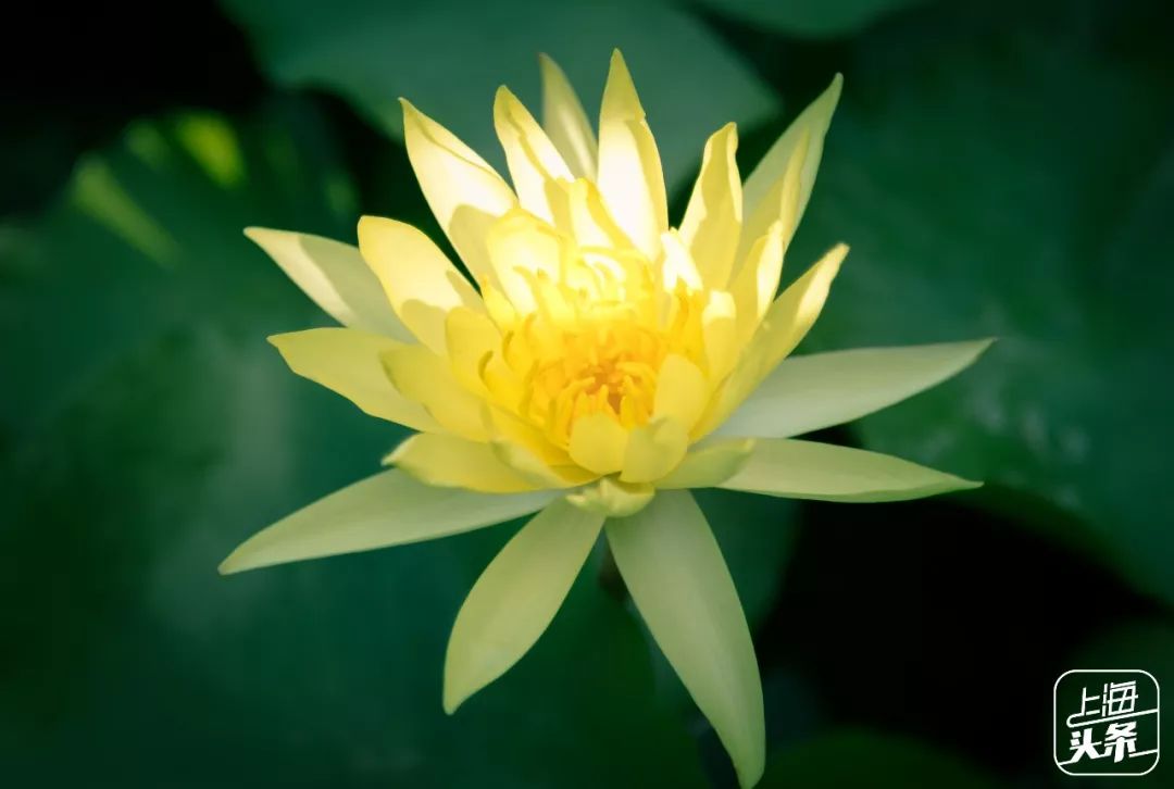 上海罗泾向日葵花田,上海各公园向日葵花海即将盛放