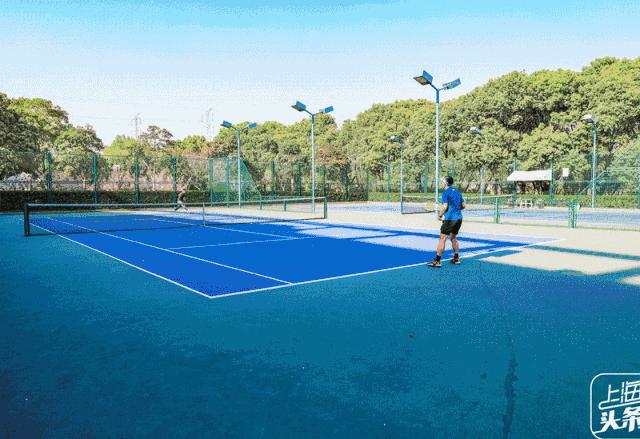 向日葵花海上海旅游攻略,上海市中心有一片向日葵花海