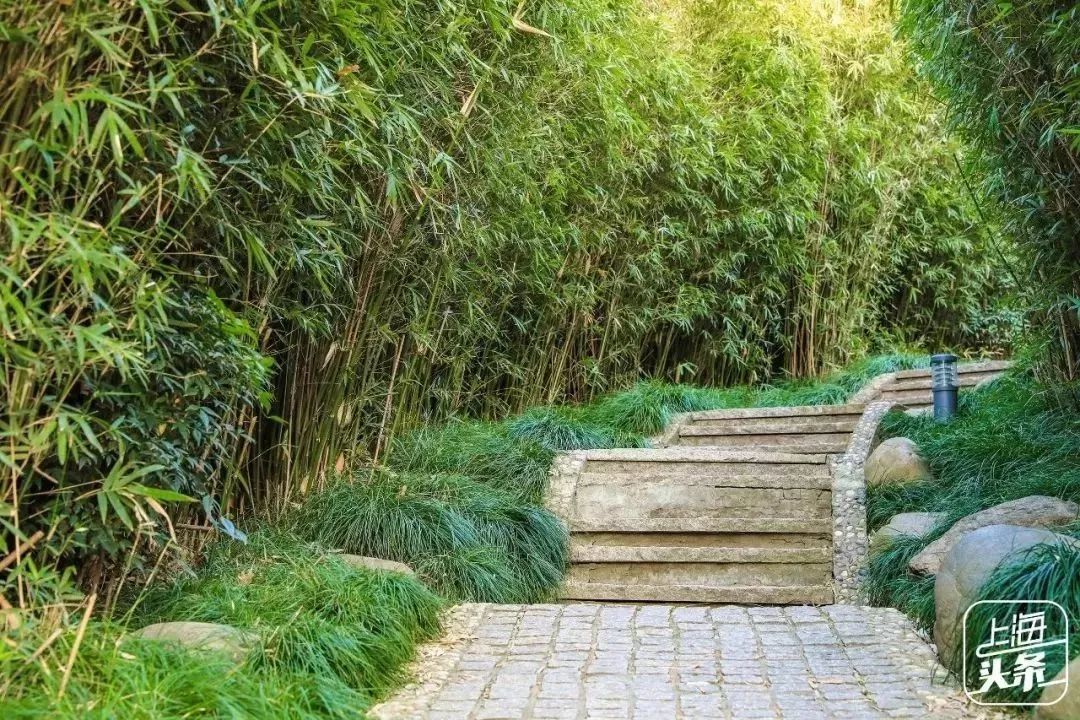 向日葵花海上海旅游攻略,上海市中心有一片向日葵花海