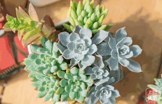 上海罗泾向日葵花田,上海各公园向日葵花海即将盛放