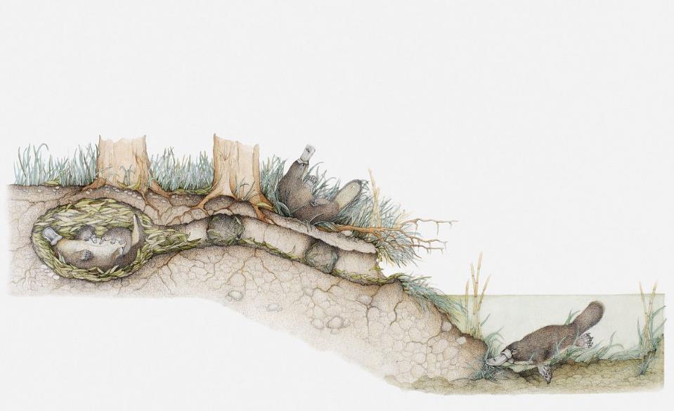 世界上极度怪异的巨大动物,世界上最奇特又怪异的动物