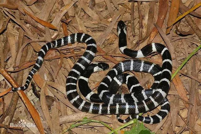 女子购银环蛇被咬死,21岁女孩被银环蛇咬死