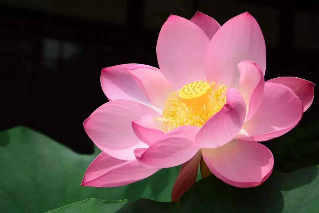 三伏天是什么时候入伏几月几号,三伏天是几月几号2023出伏