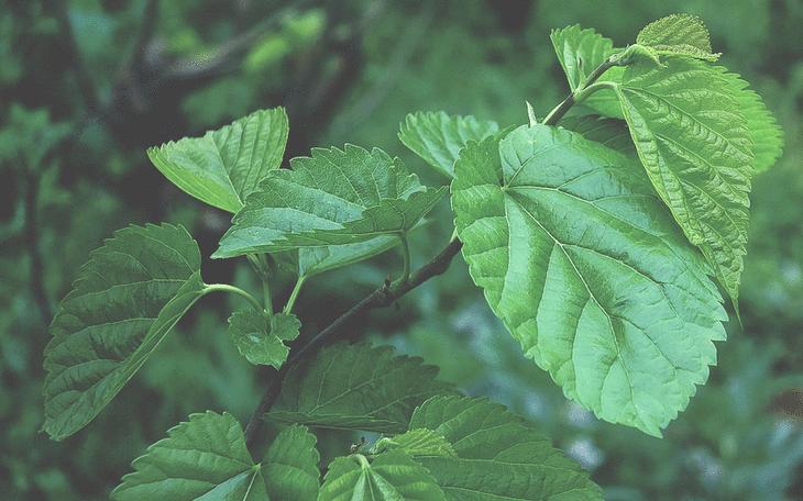 这种树只有南方才有全身都是宝,这种树被誉为抗癌神树