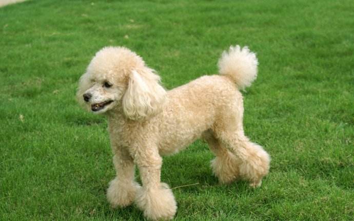 狗狗错位骨折了怎么办,狗狗不小心摔跤站不了了怎么办