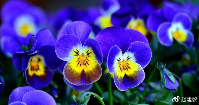 石蕊试纸的发明,科学实验故事