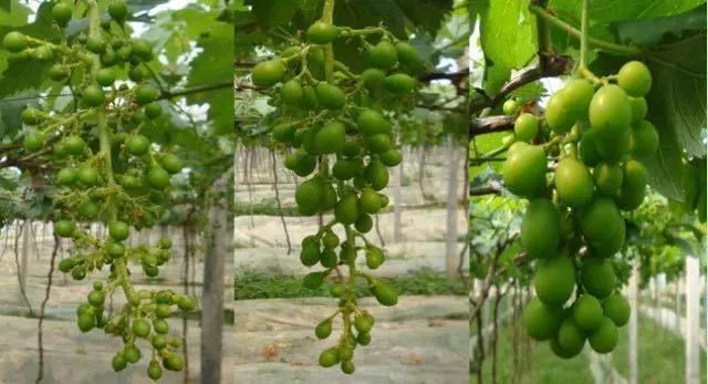 上海周边哪里摘葡萄最好,今夏去哪里玩好