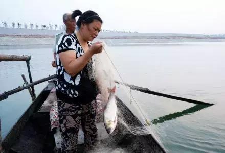 武汉江鱼哪个最好吃,实拍江鳊吃口