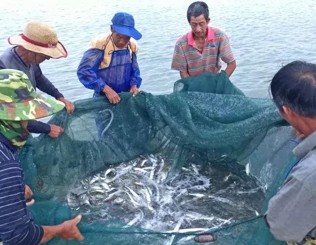 武汉江鱼哪个最好吃,实拍江鳊吃口