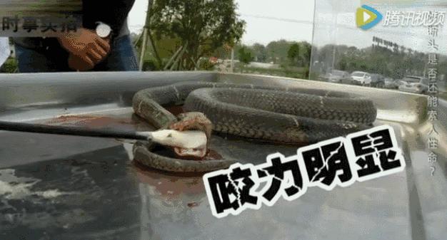 广东英德蛇咬伤人事件,广州英德最近被蛇咬事件