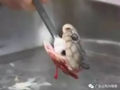 广东英德蛇咬伤人事件,广州英德最近被蛇咬事件