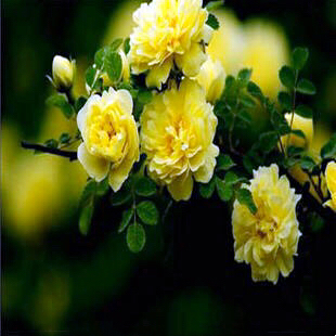黄刺玫ll不与千红竞彩妆，黄金万朵溢芬芳